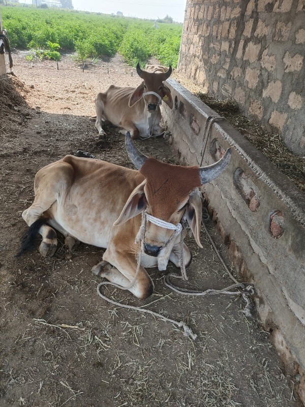 આ ગોઢલા વેચવાના...