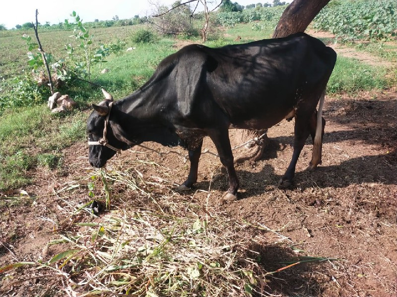 જરસી