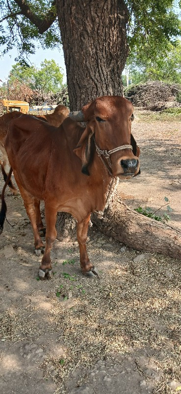 ગીર વીછડી  આપવા...