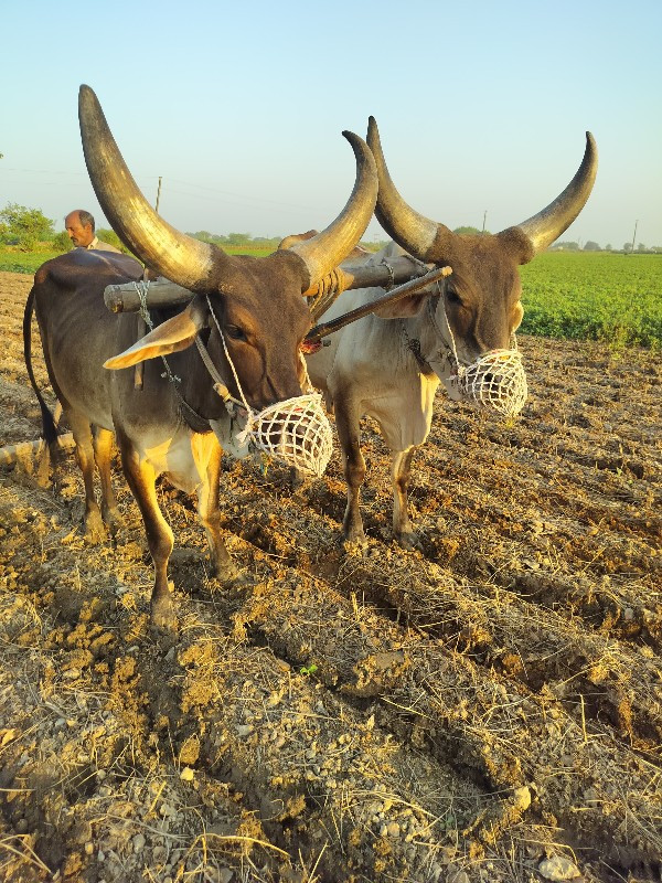 બળદ વેચવાના છે