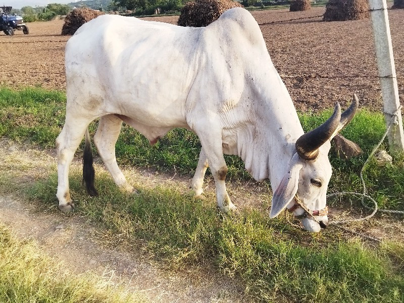 ઞોધલો વેચવાનો છ...