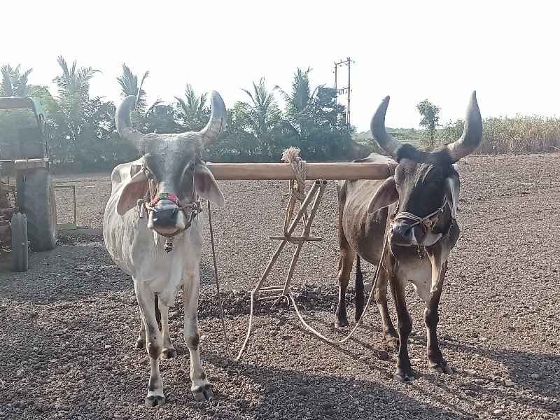 બરધ વેચવાના છે