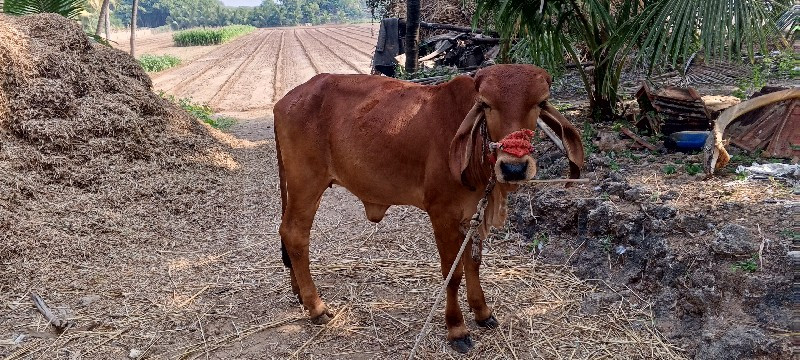 બે ગીરવાસીડીયુ...