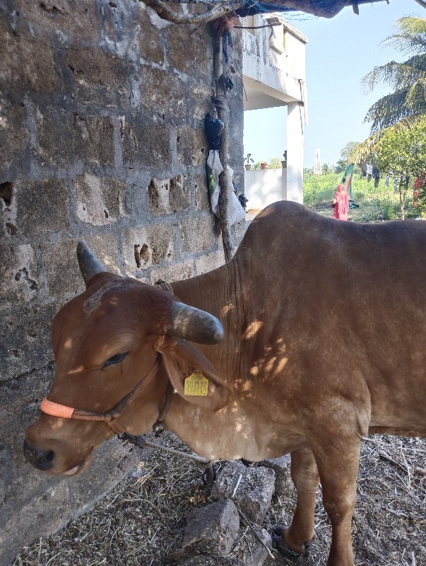 ગાય વેચવાની છે