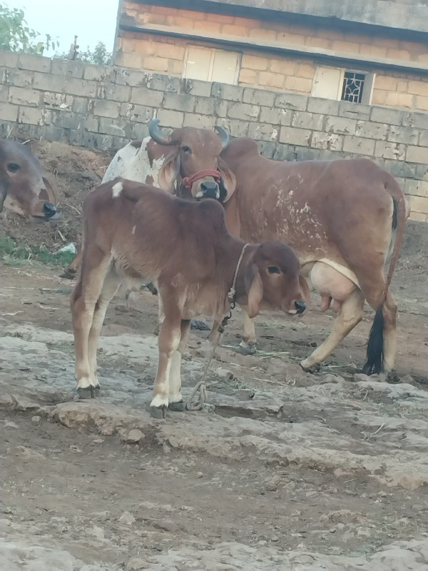 ગાય વેચવાની નીચ...