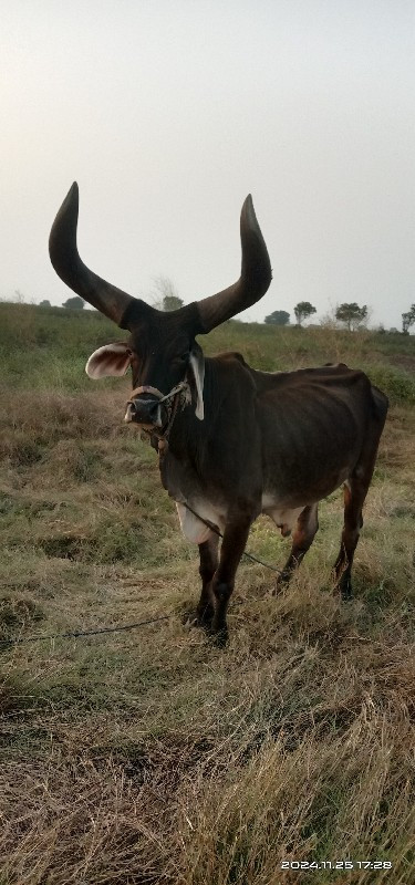 બડદ વેચવાનો છે