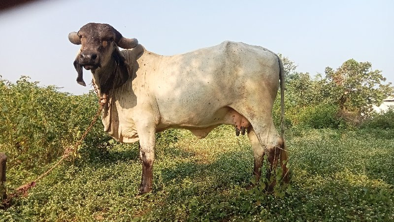 ગાય વેચવાની છે