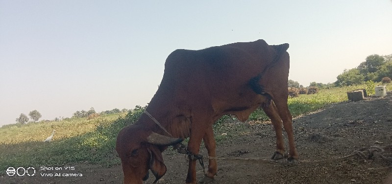 ગીર ગાય વેચવાની...