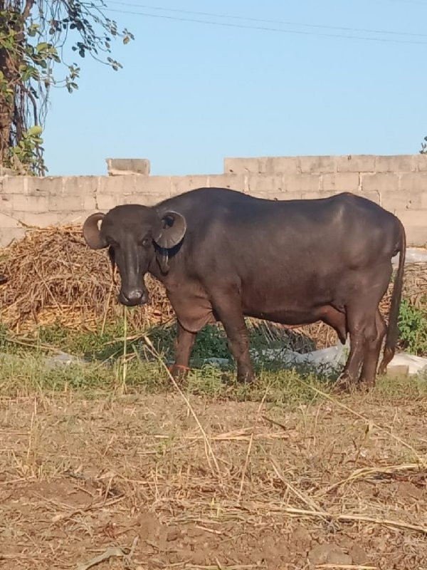 ભેંસ વેચવાની છે