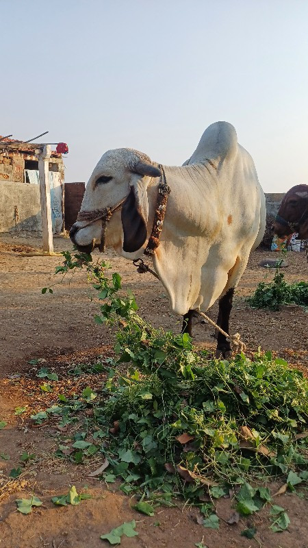 ગાય વેચવાની છે