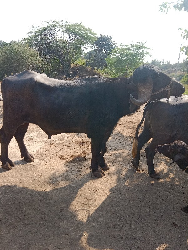 ઍકવશનોફુટેલો