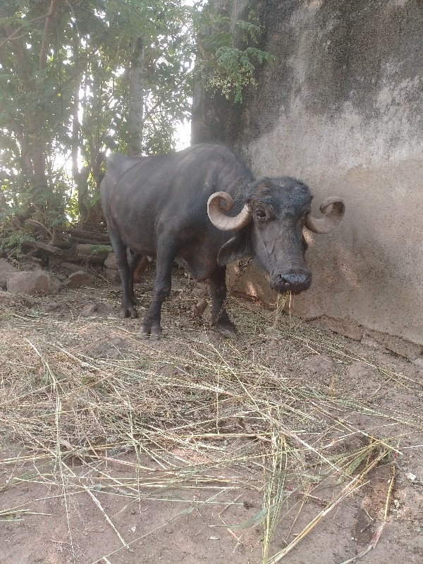 ભેંસ વેચવાની છે