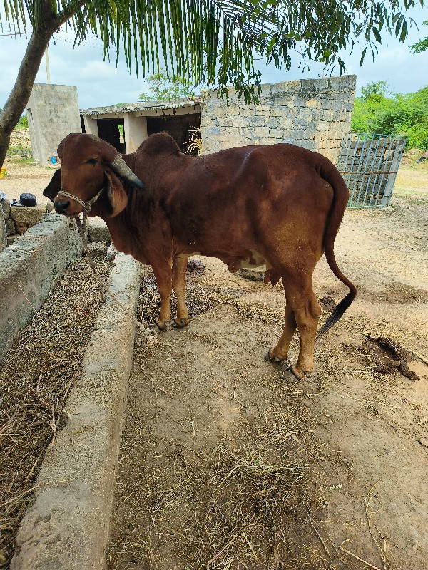 ગાય વેચવાની છે