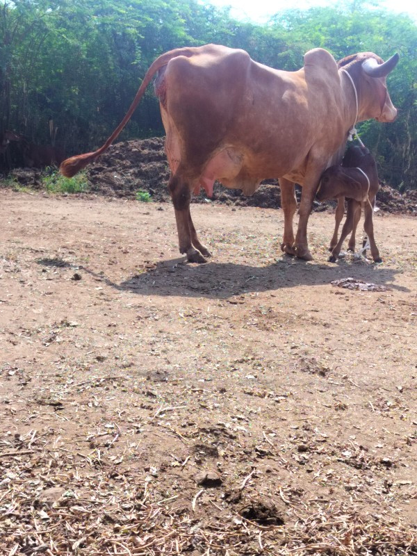 ગાય દેવાનિછે