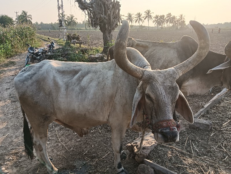 બળદ વેચવાનો છે