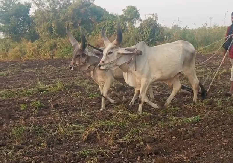 ગોધલા વેસવાના છ...