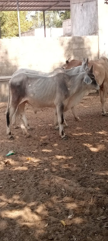 વઢીયારા ગોદલા