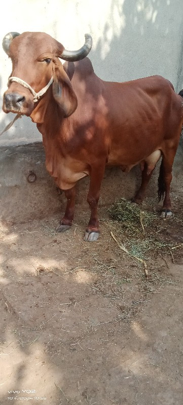 ગાય વેચવાની છે