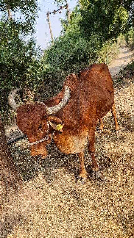 ગાય  વેચવાની છે