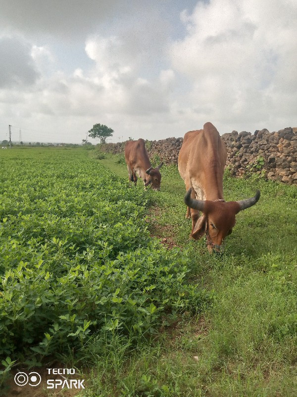 બળદ ગઢડા વેચવાન...