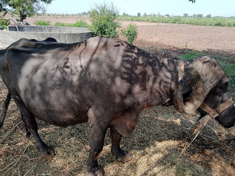 જાફરાબાદી ભેંસ...