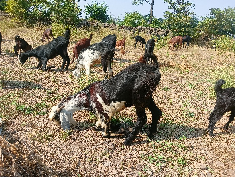 આ બકડો બે વર્ષન...