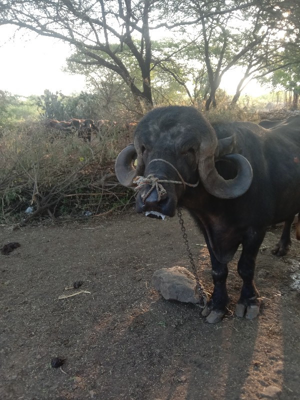 પાડોવેચવાનોછે