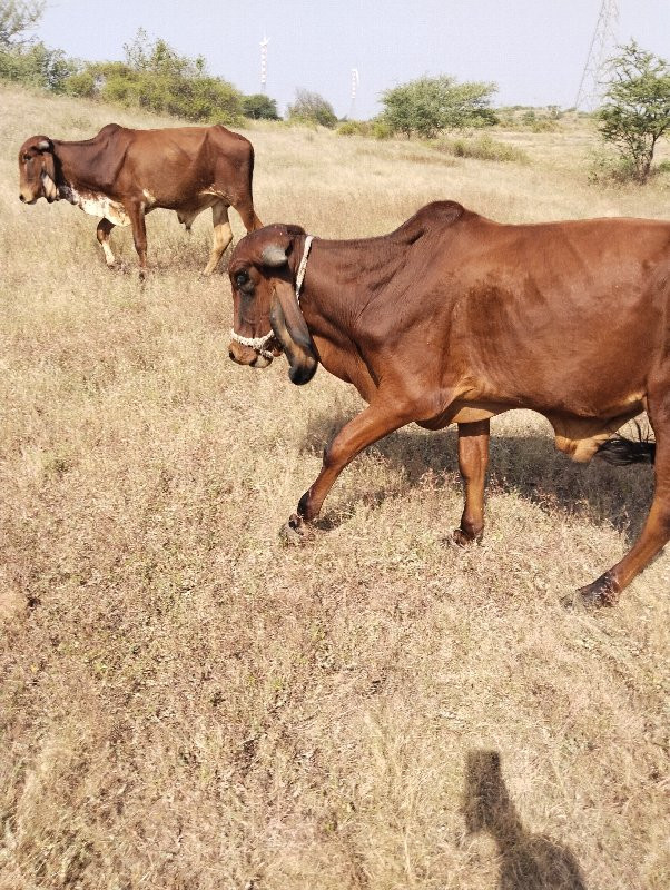 ગૉઢલા