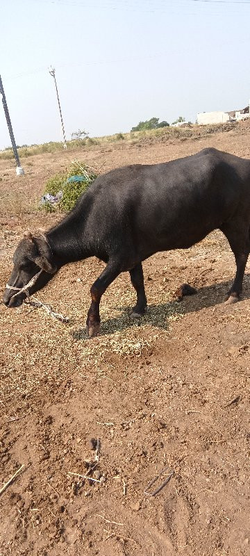 વેચવાની છે