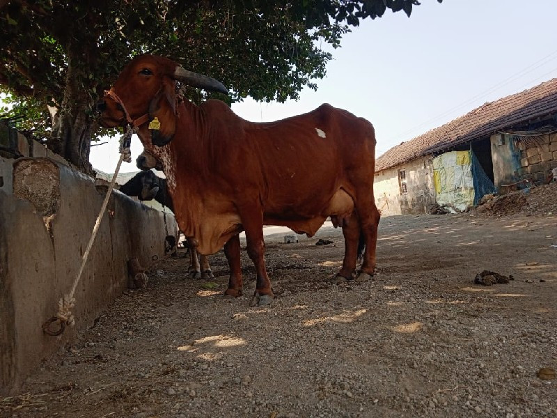 ગાય વેચવાની છે