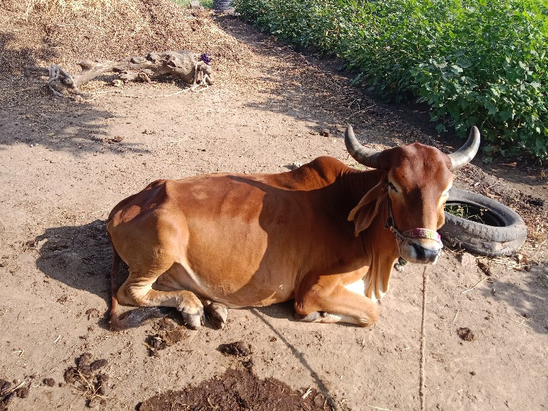 ભરત ગોડલા વેચવા...