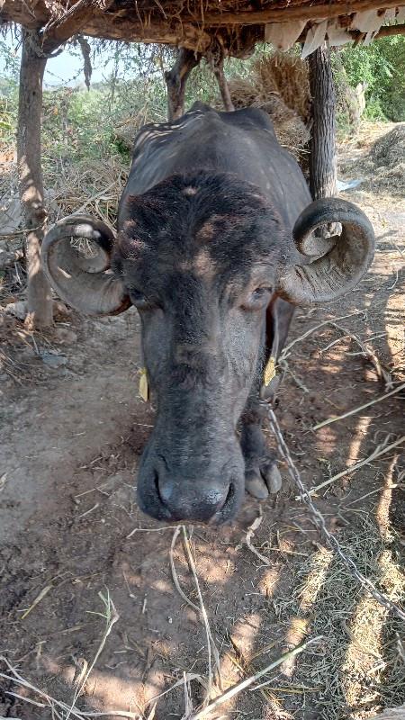 ભેંસ વેચવાની છે