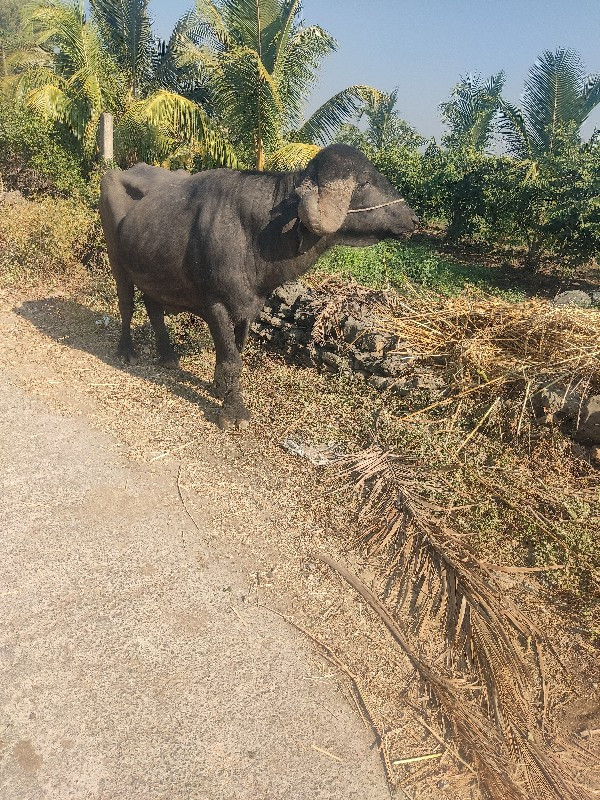 પાડો