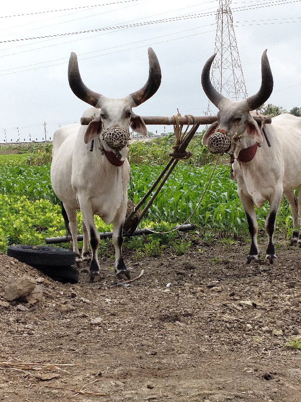 બળદ વેચવાના છે