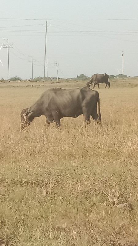 ભેસ વેચવાની છે