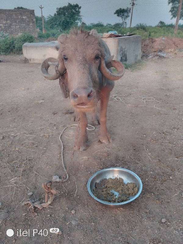 ભેંસ વેચવાની છે