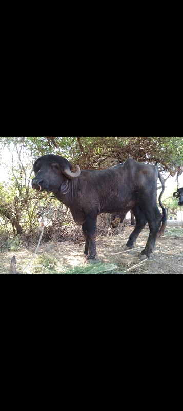 ઓડેદરા જીવા ભાઇ