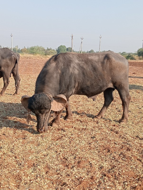 પાડો વેચાવ છે