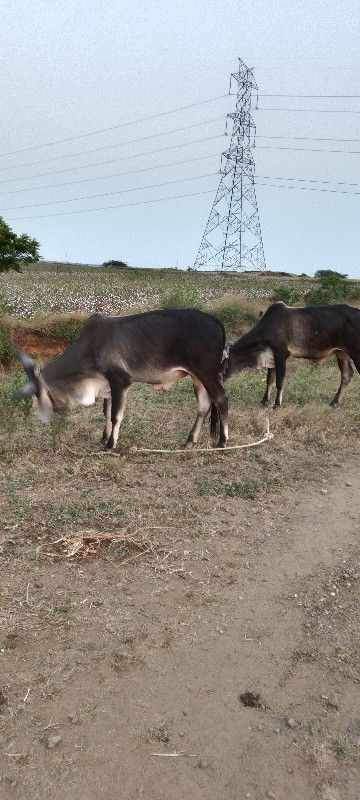 બળદ વેચવાના છે