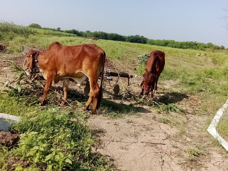 ગોંઢલા વેચવાના...