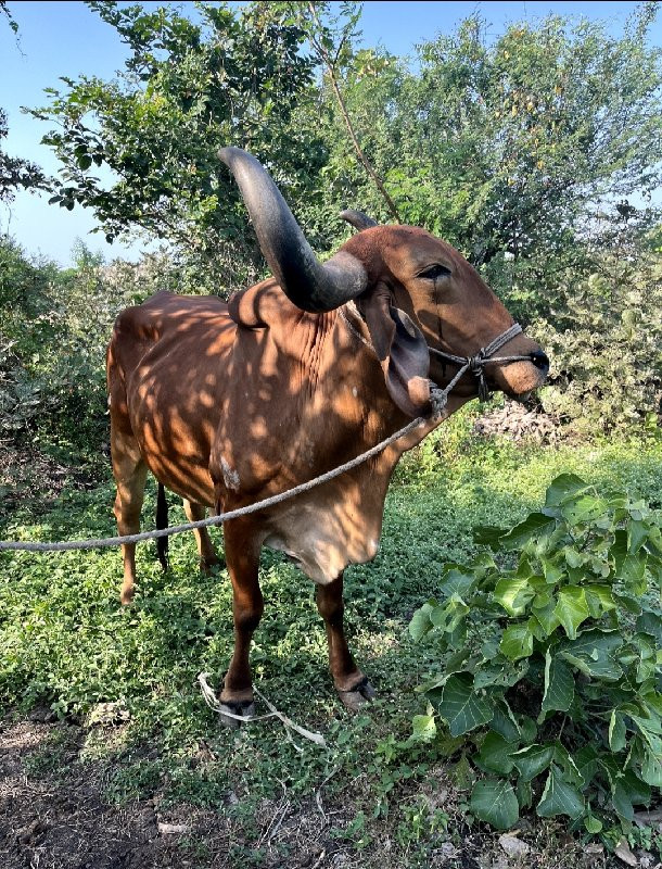 બળદ વેંચવા નો છ...