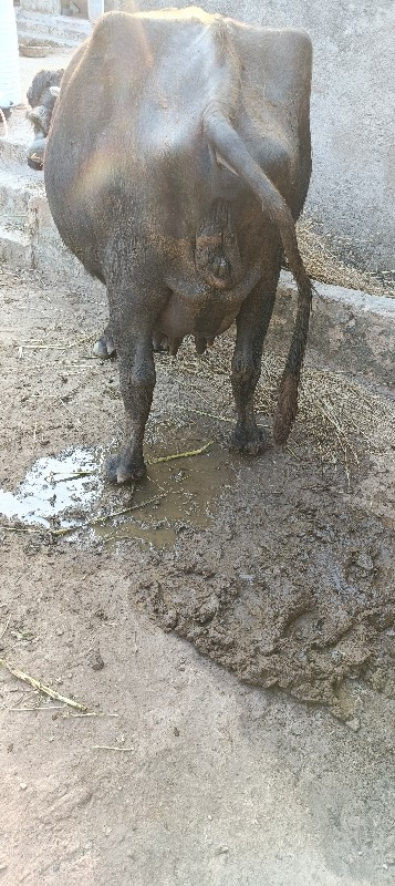 ભેંશ વેશવાની છે