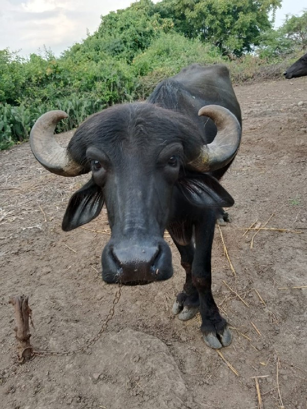 ખડેલુ