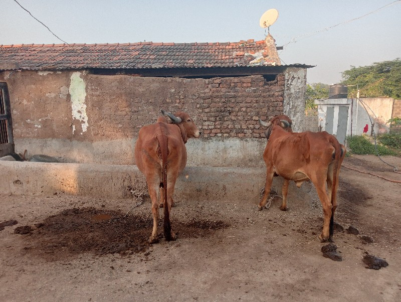 ૩ ગાય વેચાવાની...