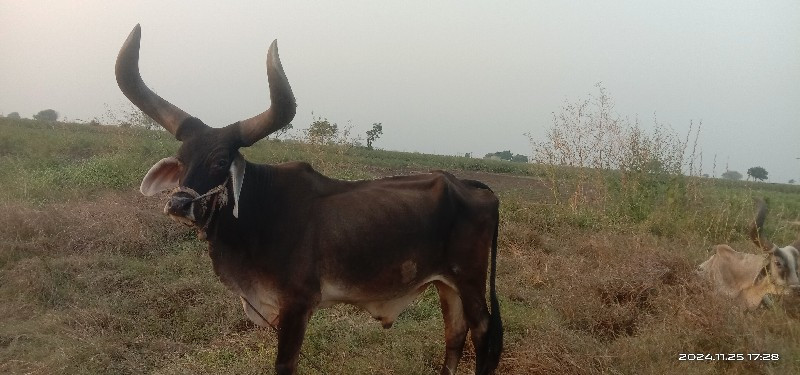 બડદ વેચવાનો છે