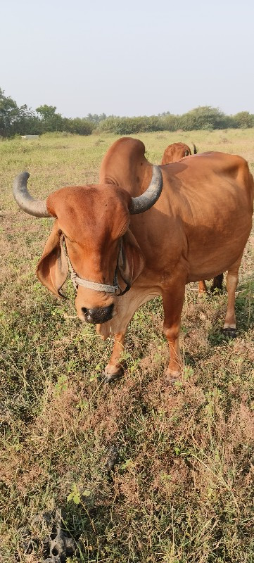 ગાય