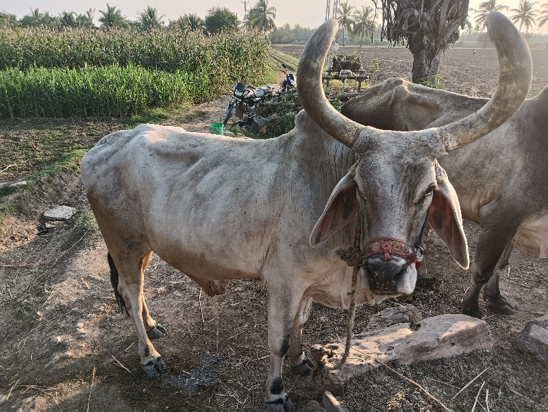 બળદ વેચવાનો છે