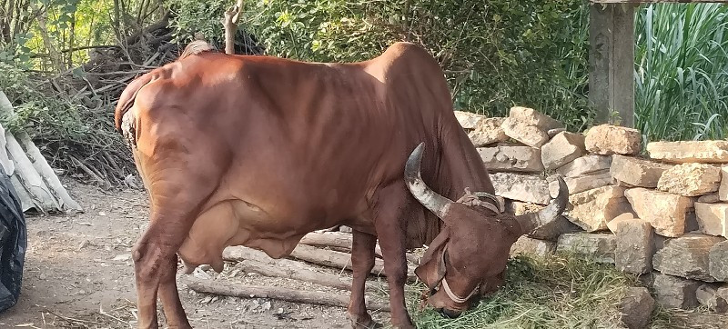 ગાય ત્રીજું વેત...