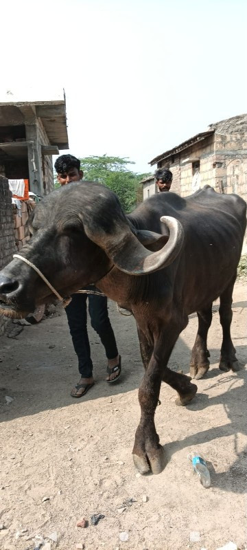 આ ભેંસ વેચવાની...