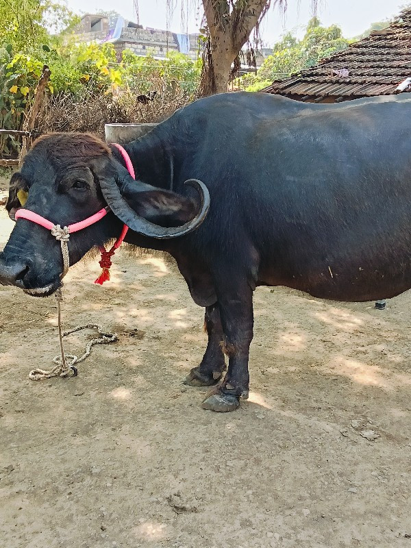 ભેંસ વેચવાની છે